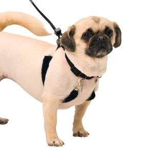 Sporn No-pull Harness, M